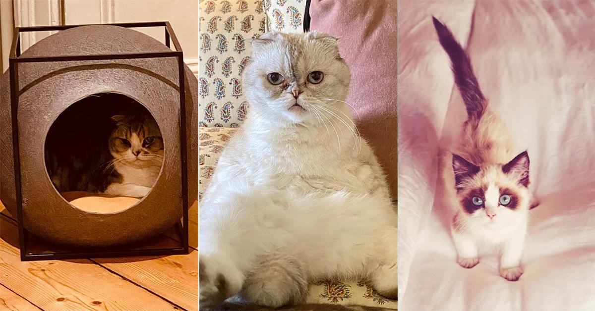 Taylor Swift's three cats side by side from separate Instagram posts. 