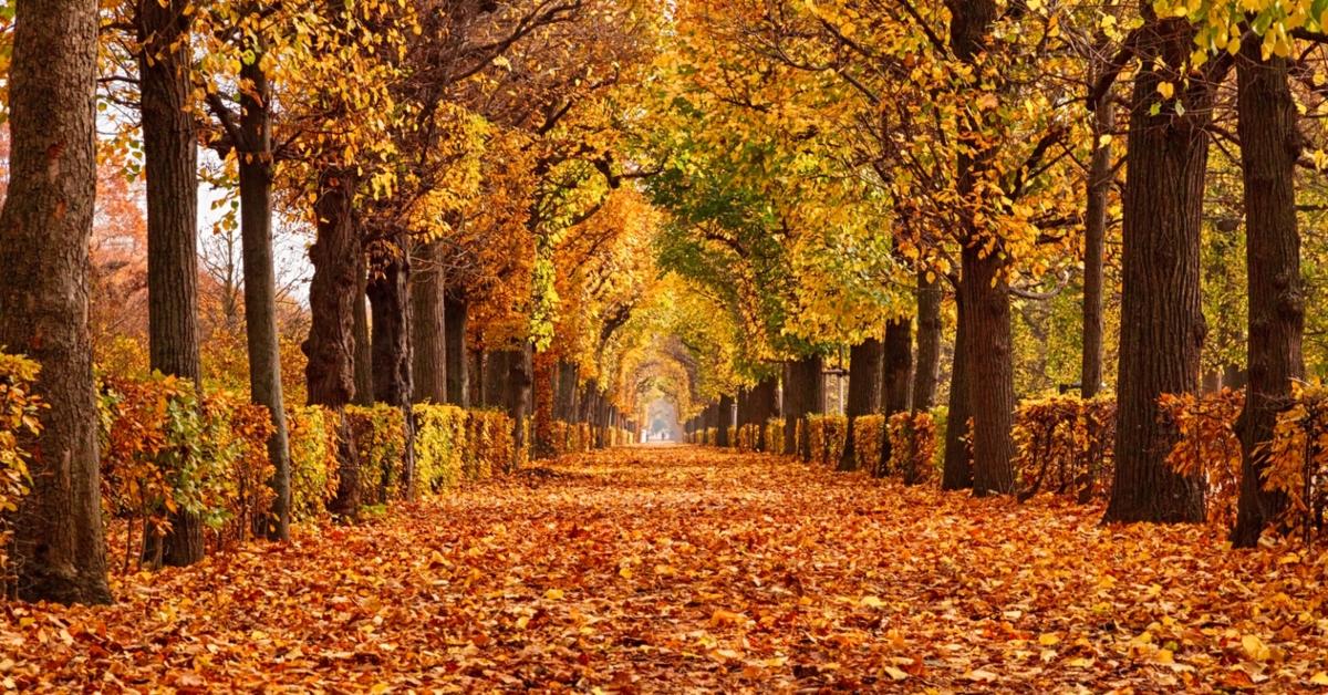 Fall Foliage Near Me? Here Are the Best Places to Check It Out!