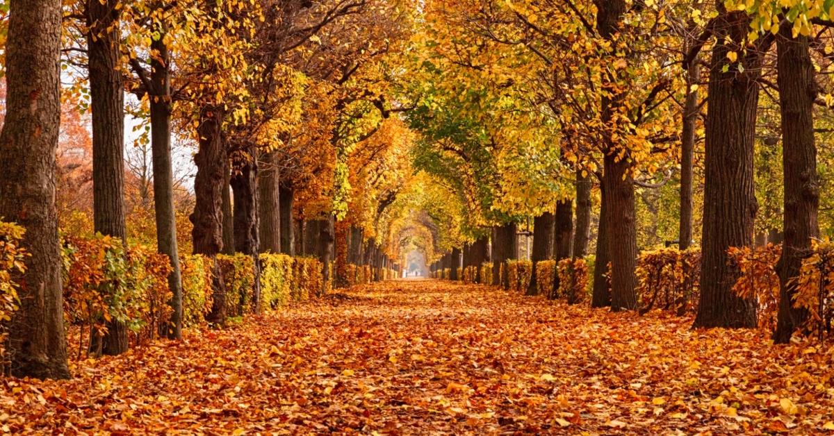 Fall Foliage Near Me Here Are The Best Places To Check It Out 