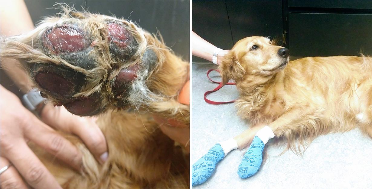 Vet Gives Warning After Dog s Paw Pads Melt Off From Hot Pavement