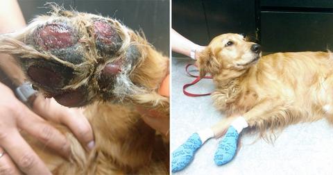 dog burned paws on hot pavement