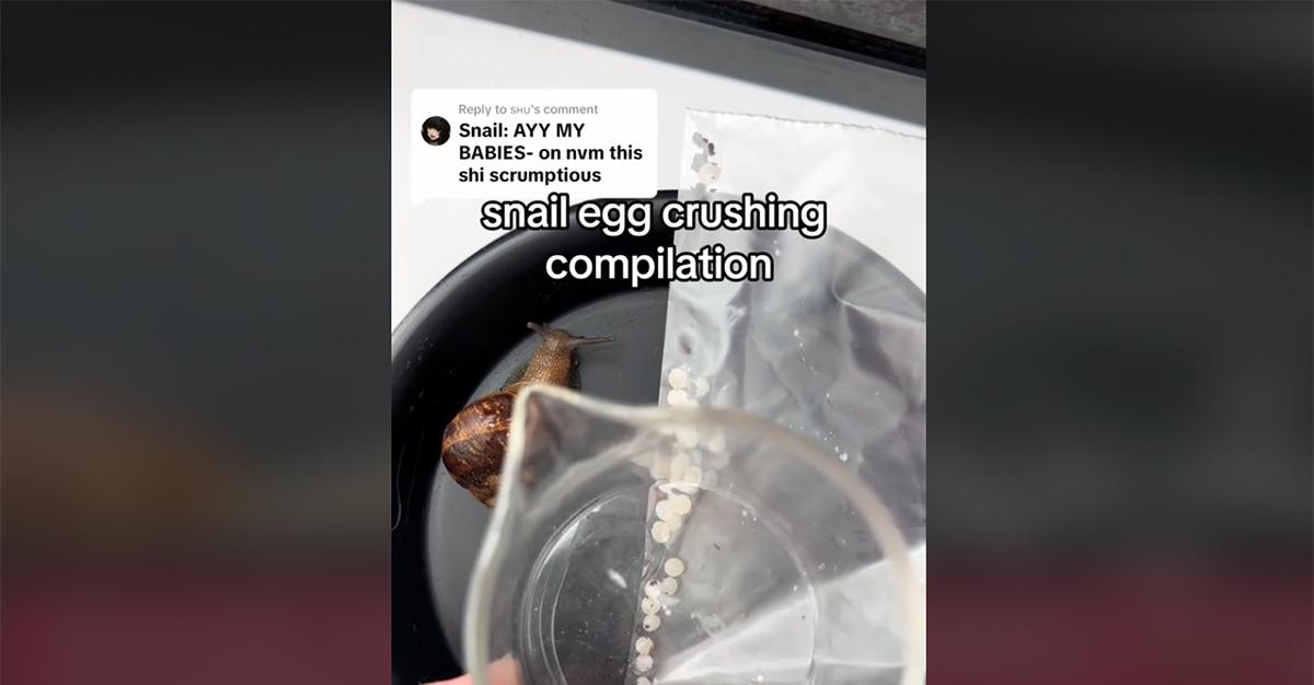 Crushing snail eggs