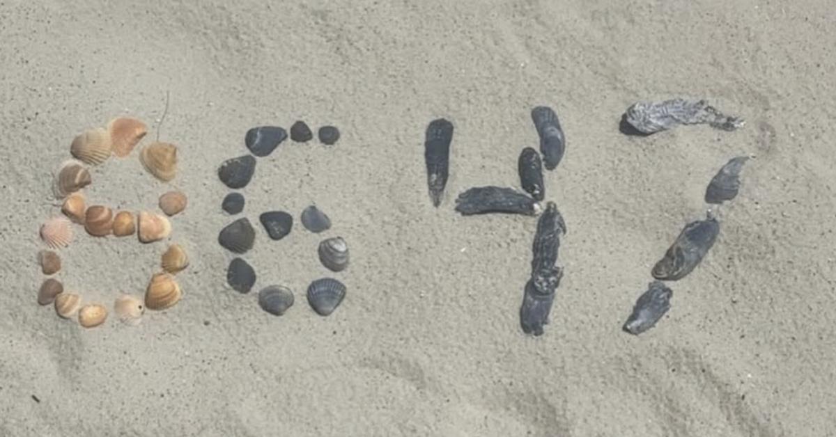 "8647" spelled out in seashells.