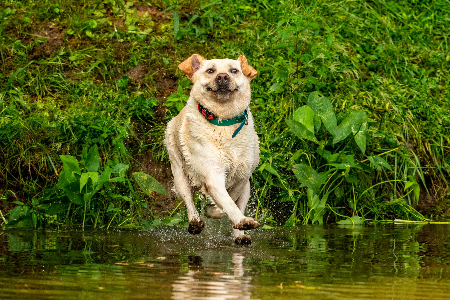 john carelli_look mom i can walk on water_