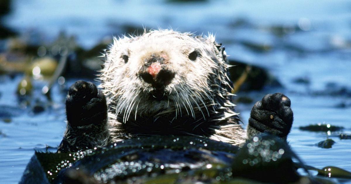Why do female sea otters have scars