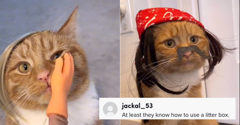 Amber Heard Cat Meme Abuse