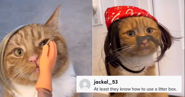 Amber Heard Cat Meme Abuse