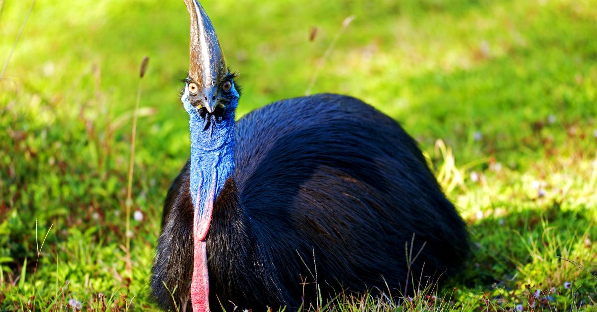 cassowary cover