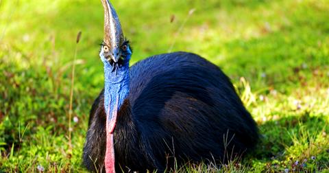 cassowary-cover-2-1555252484229.jpg