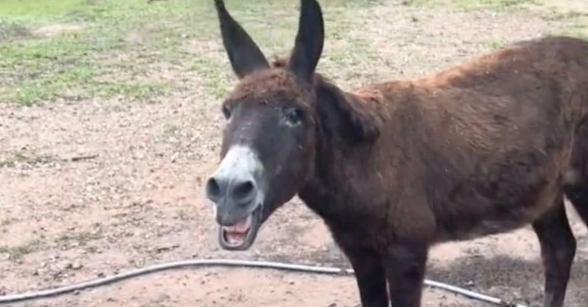 TikTok Is Obsessed With This Singing Donkey Named Monte