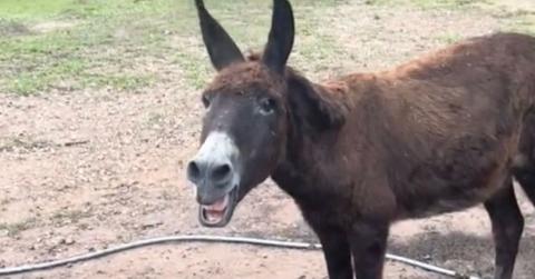 Monte the singing donkey