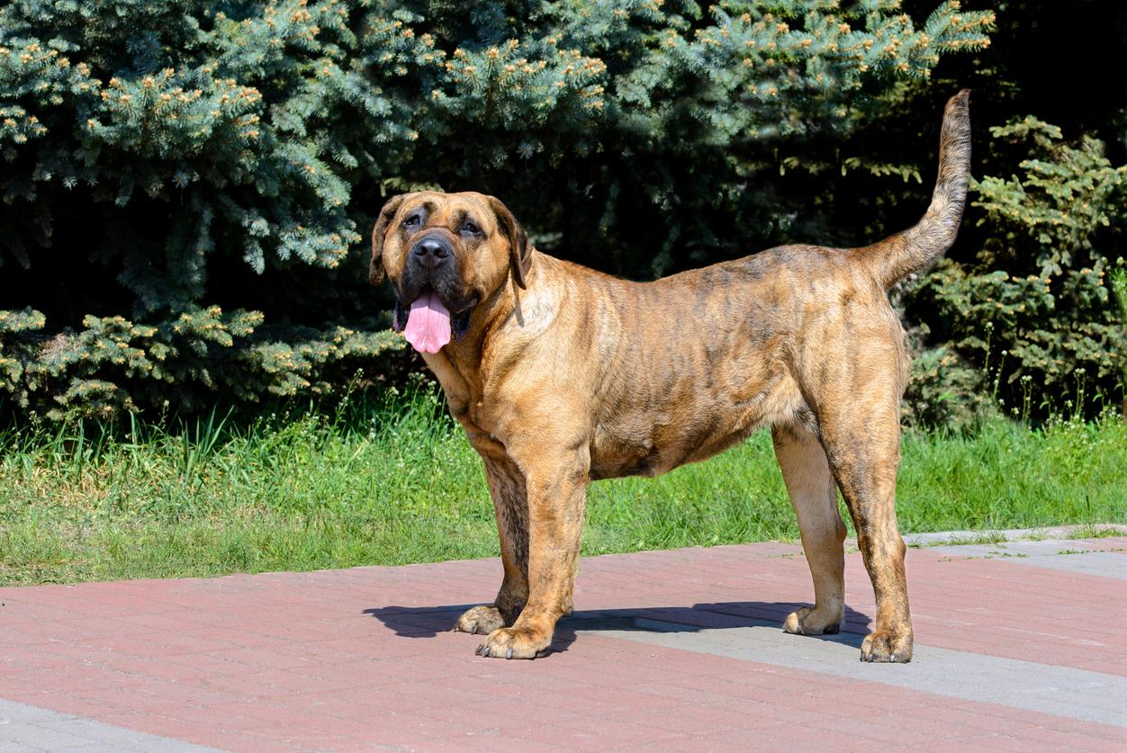 canary mastiff