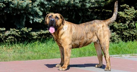 canary mastiff