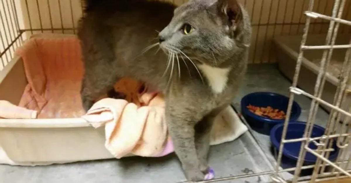 A stray cat with purple paws.