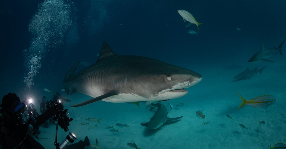 Dr. Austin Gallagher Is Known as the Tiger Shark King — Here’s Why