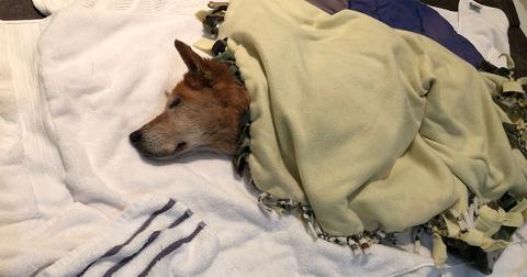 dog-in-blanket-1589654340406.jpg