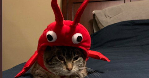 screen-shot-2019-10-28-at-23202-pm-1572287564753.png