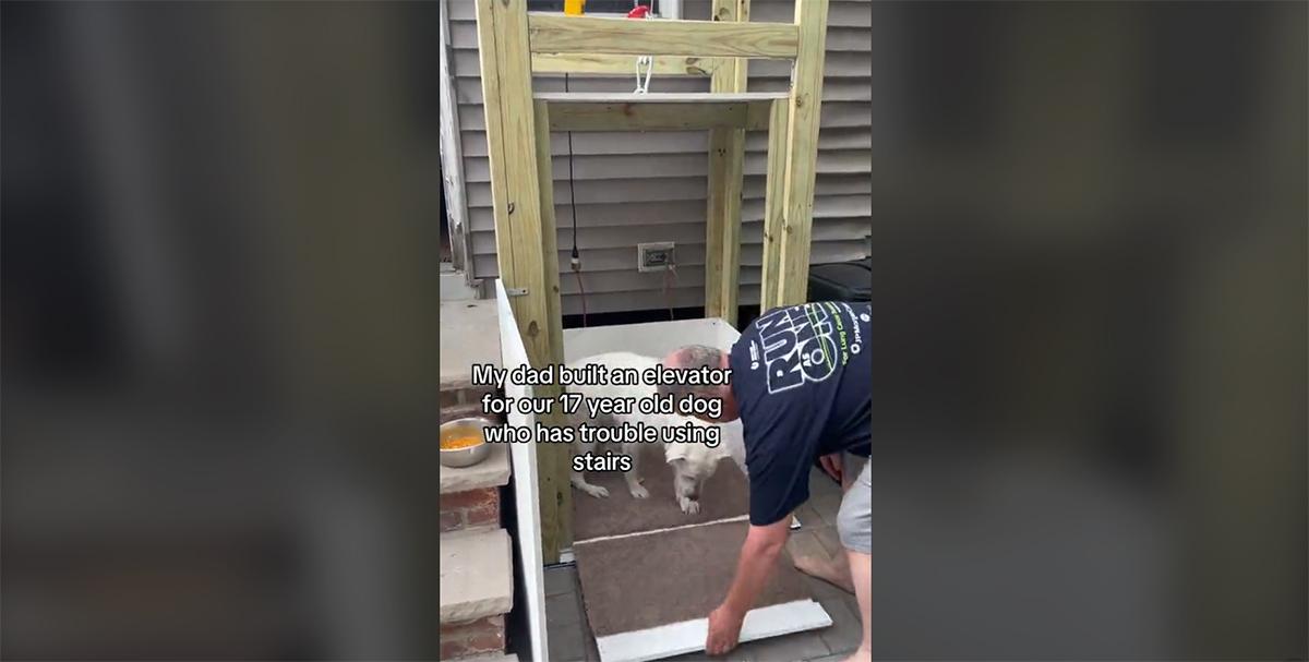 Elderly dog elevator on TikTok