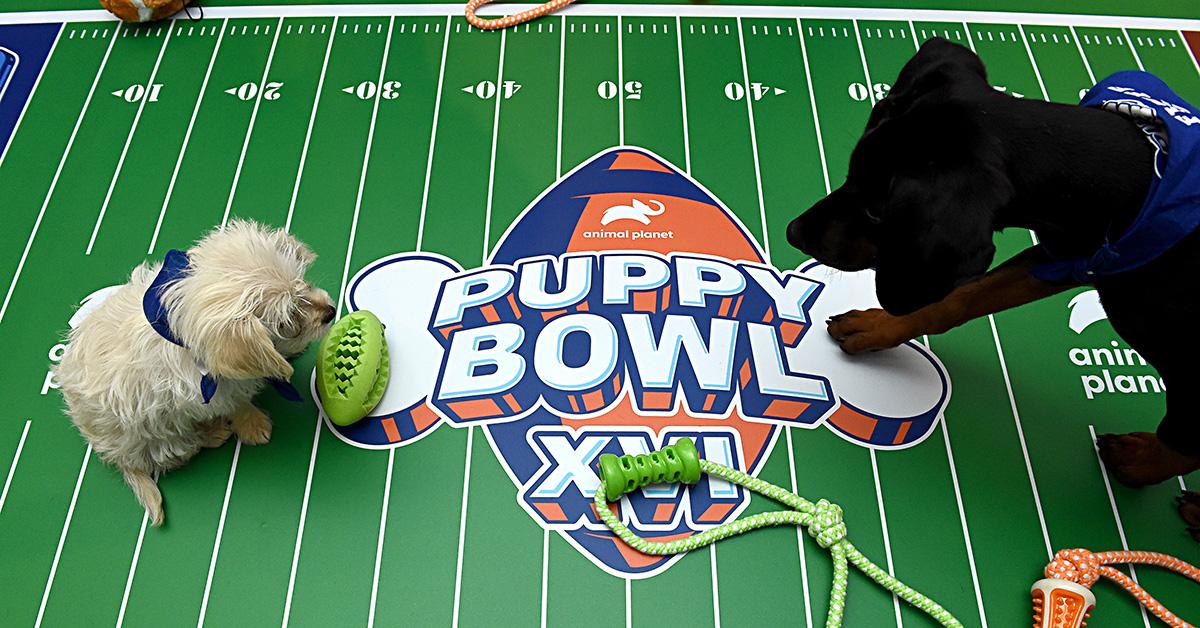 What Happened to Sweetpea From the 2024 Puppy Bowl?