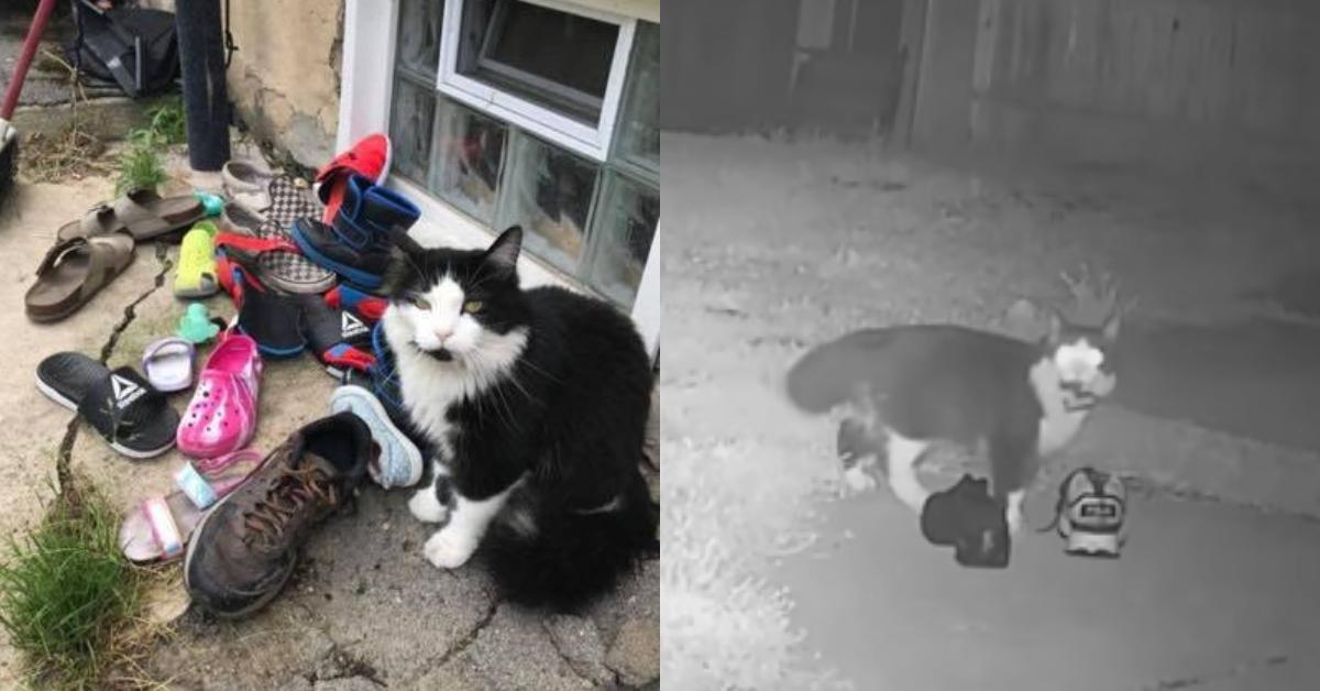 This Cat Steals So Many Shoes That His Owner Had to Make a Facebook Page to  Return All of Them