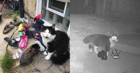 featured cat burglar