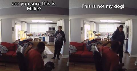 Owner picks up wrong dog from daycare