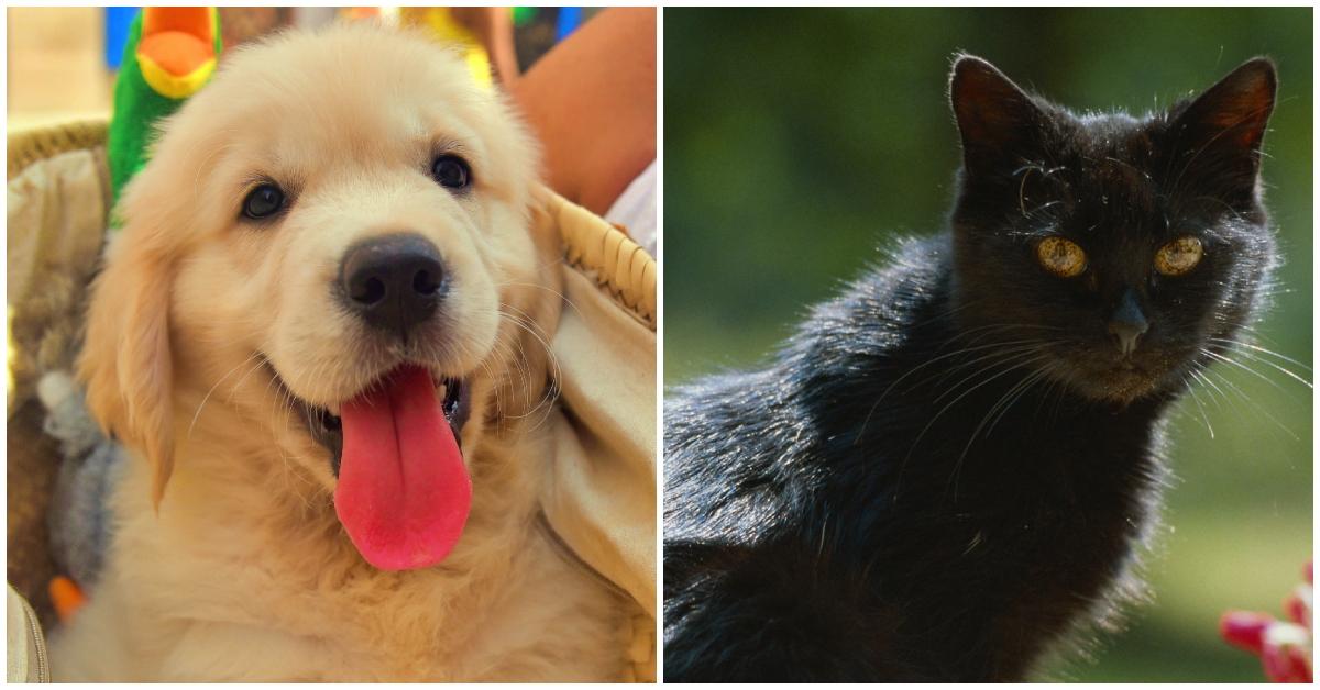 The Golden Retriever Bf And Black Cat Gf, Explained