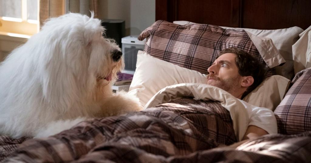 What Kind Of Dog Is Cannoli On B Positive