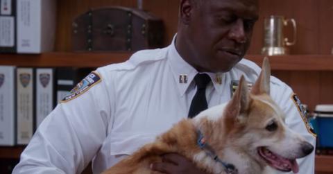 cheddar on brooklyn nine-nine