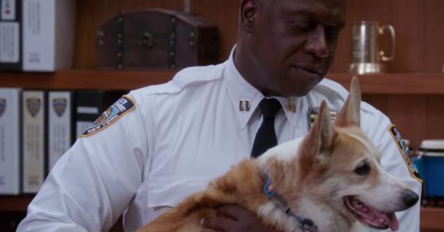 cheddar on brooklyn nine-nine
