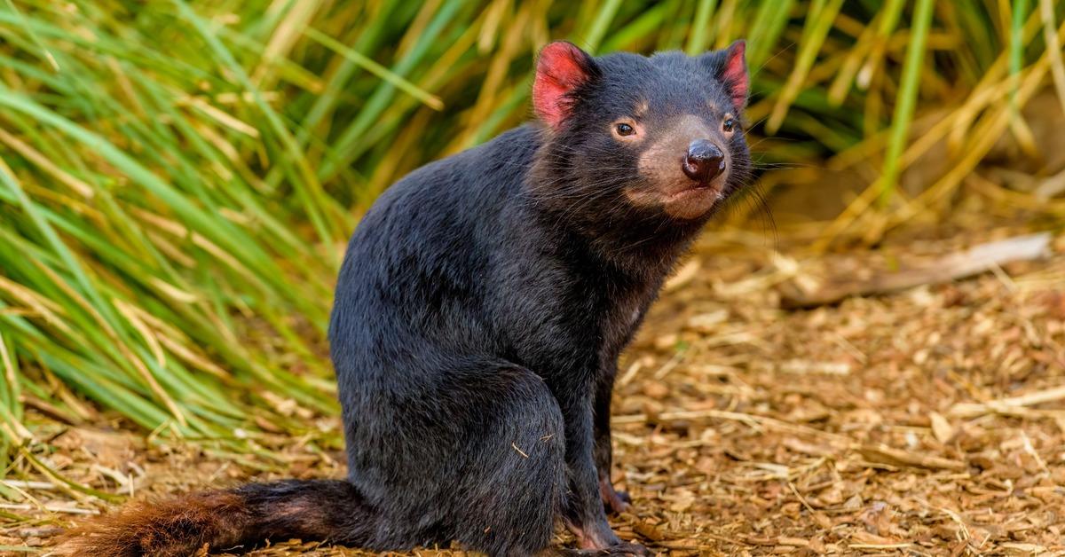 Help Save Tasmanian Devils