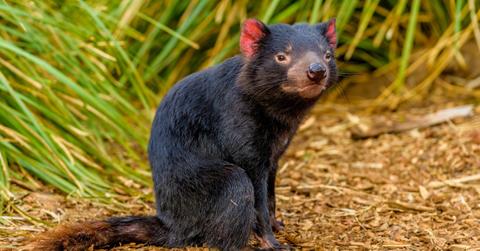 Help Save Tasmanian Devils