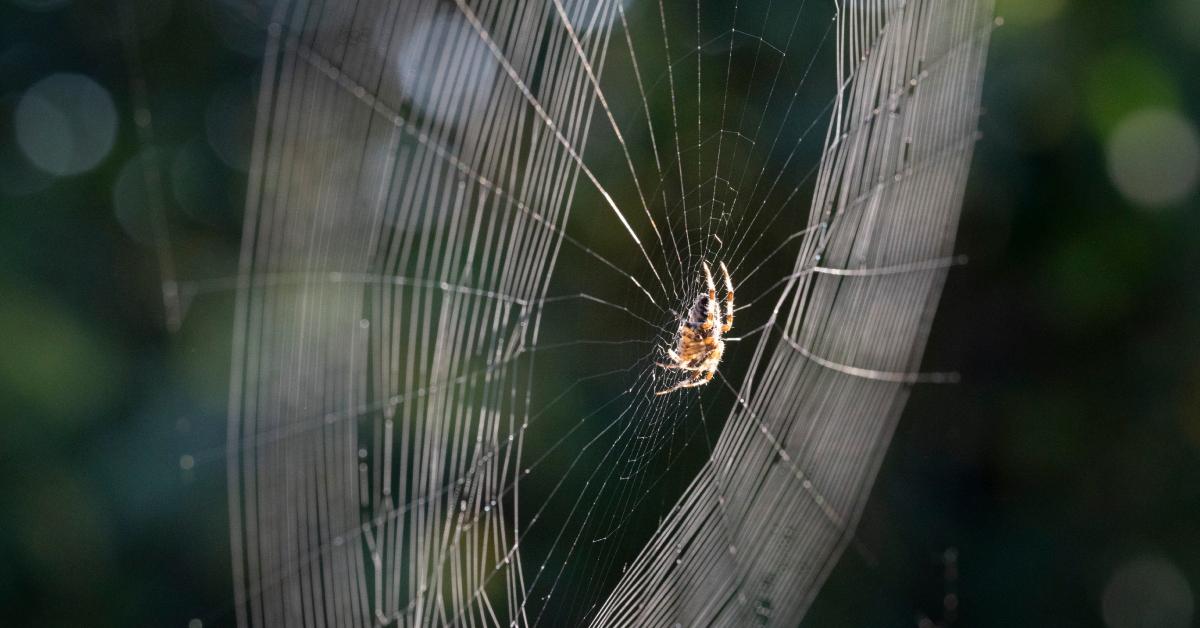 garden spider spinning a web