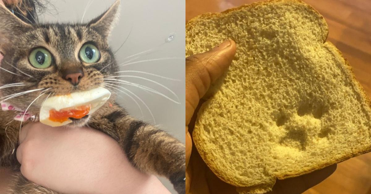 Cat stealing shop bread