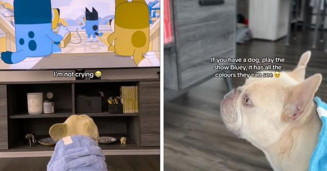Kygo the dog watching Bluey