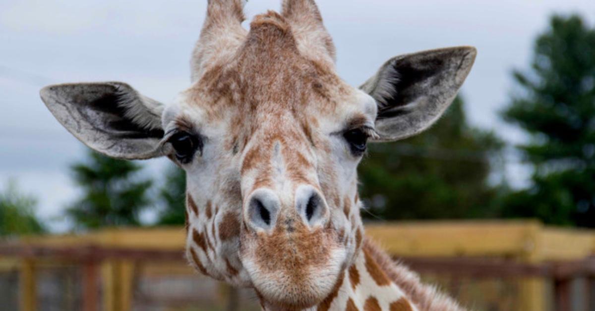 adirondack animal land april the giraffe