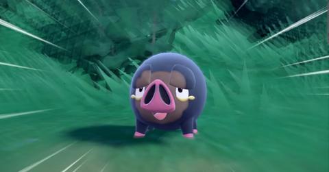 Lechonk in 'Pokemon Scarlet' and 'Violet'