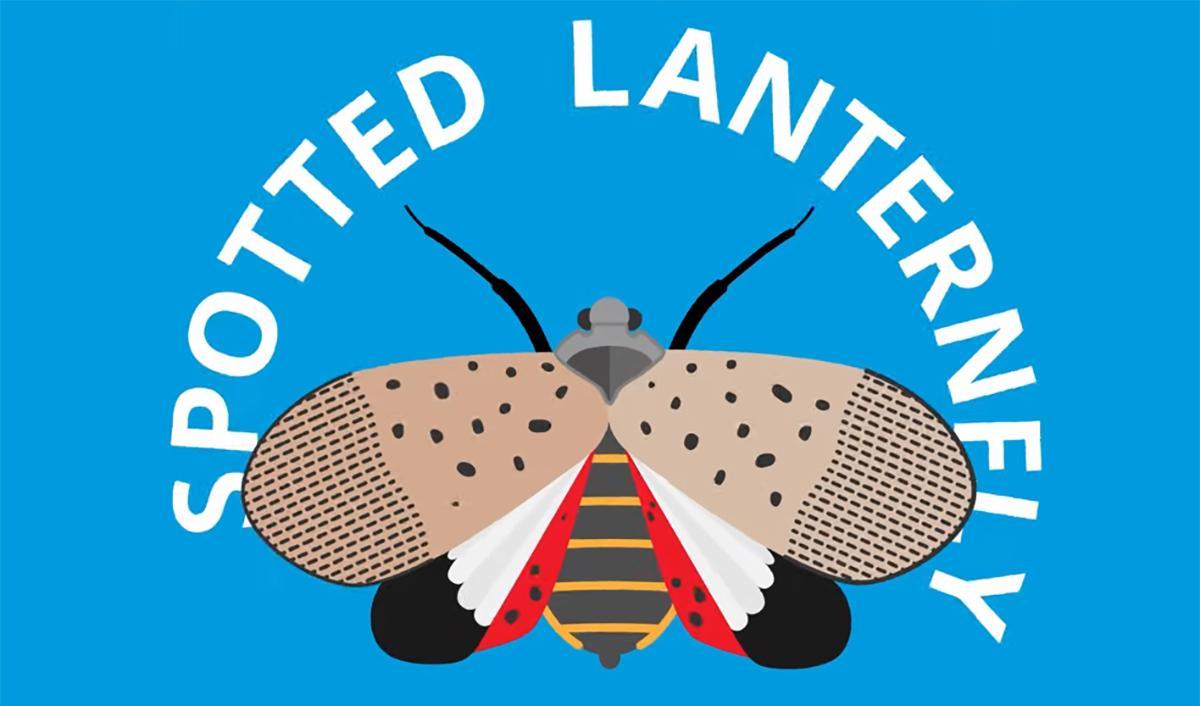 Spotted lanternfly graphic