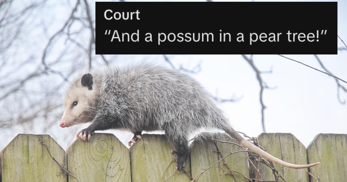 A possum on a fence and a comment about an possum trapped in a Christmas tree