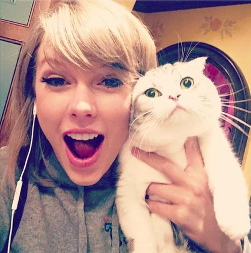 tay swift cat ig