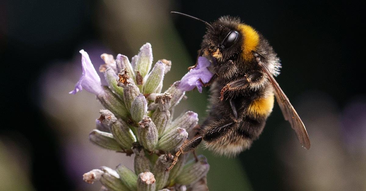 A bee landing on a flower.