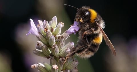 A bee landing on a flower.
