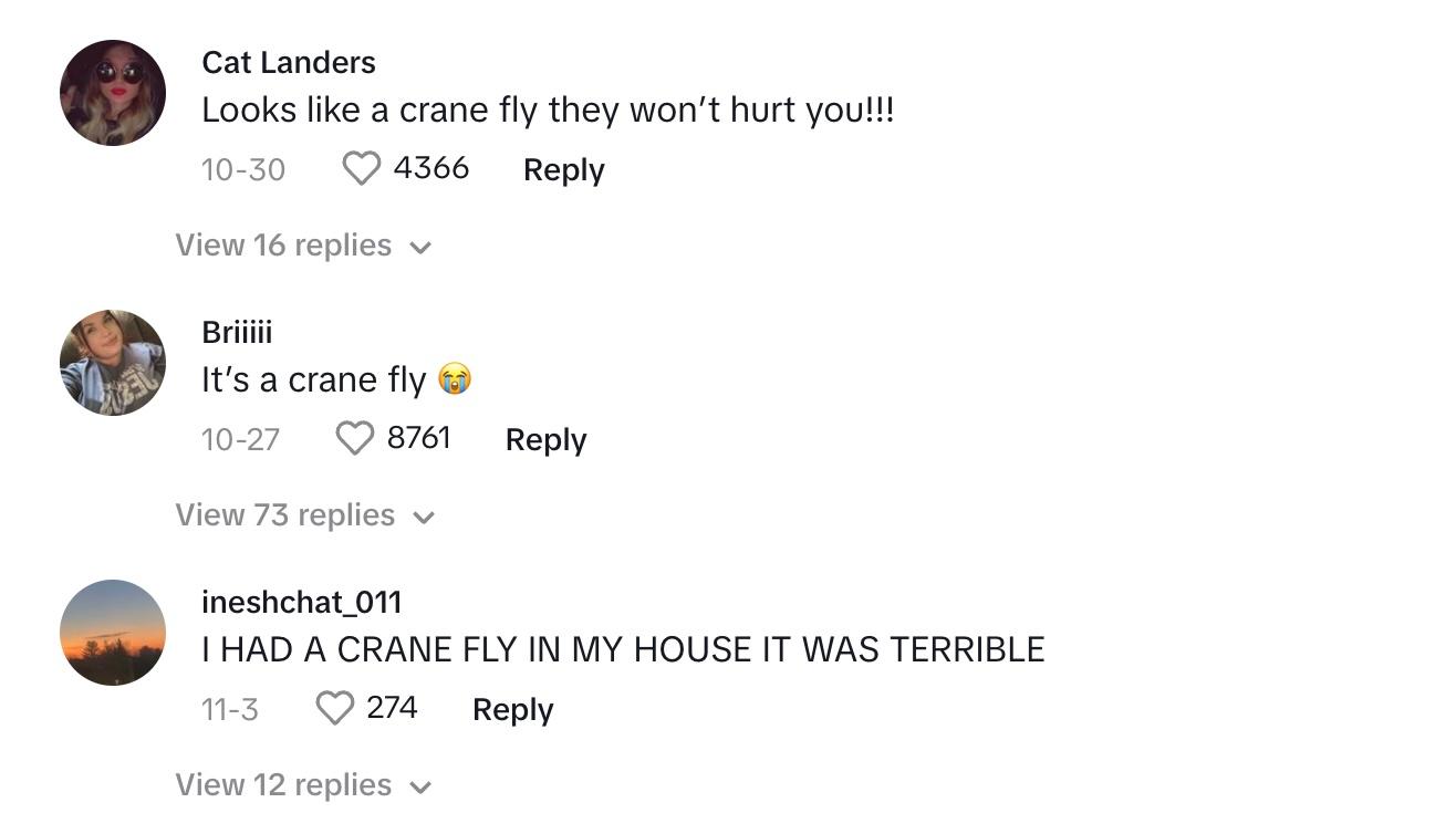 Commenters saying that the bug is a crane fly