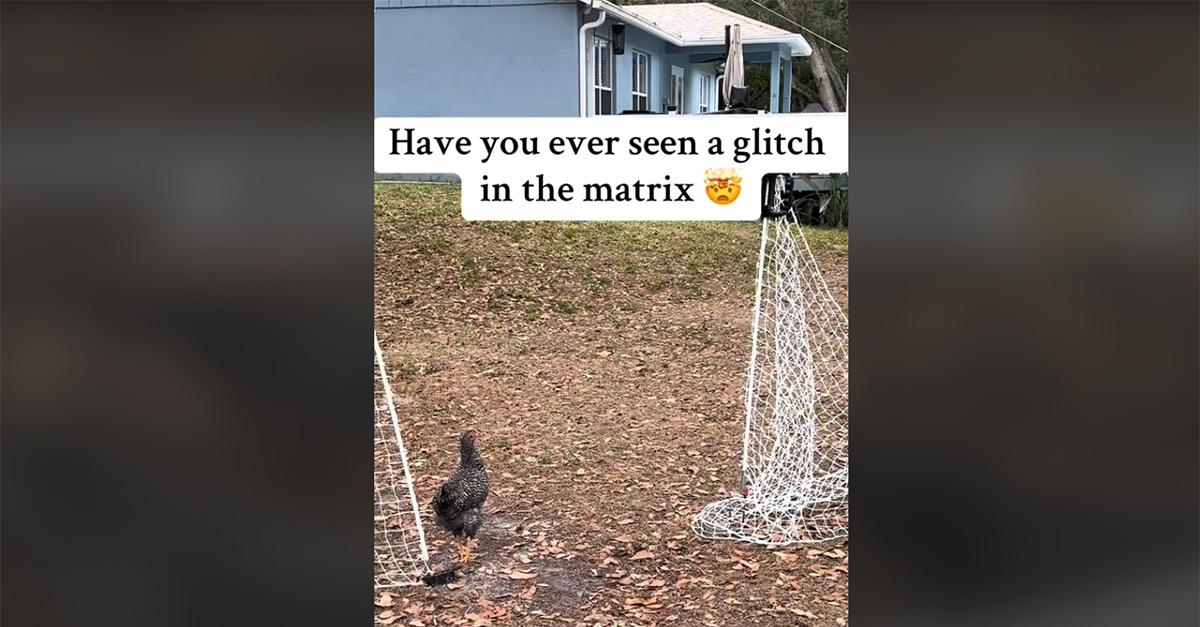 Chickens Freeze as a "glitch in the Matrix" TikTok