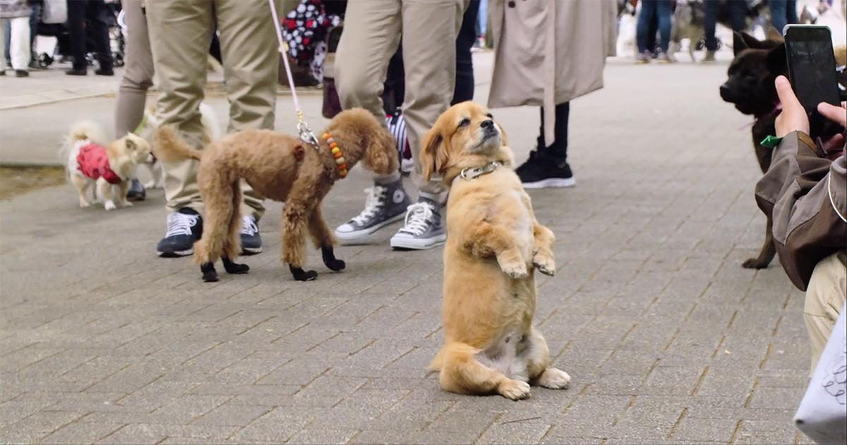 51 HQ Pictures Old Dogs Movie Netflix - Watch A Dog of Flanders on Netflix Today! | NetflixMovies.com