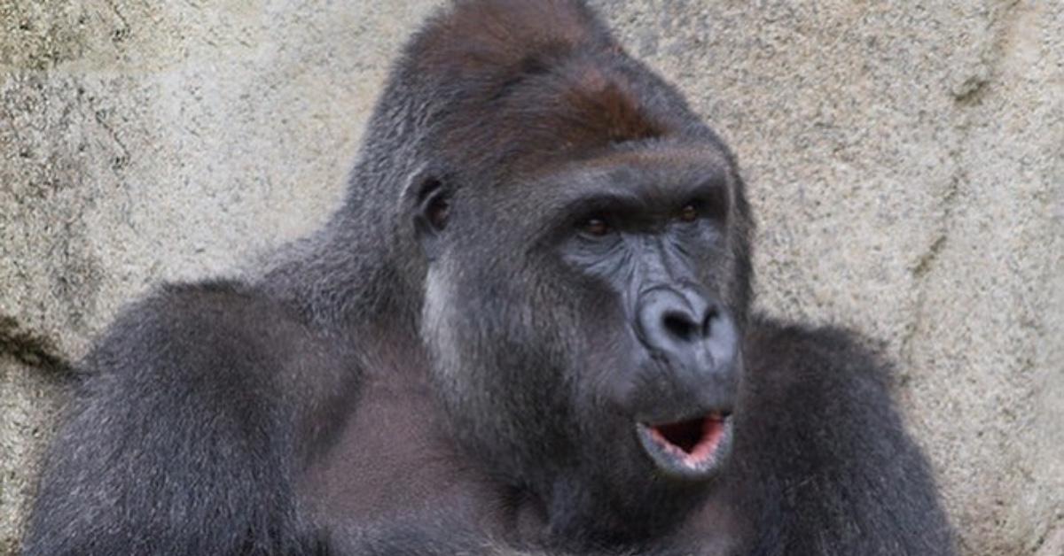 Harambe