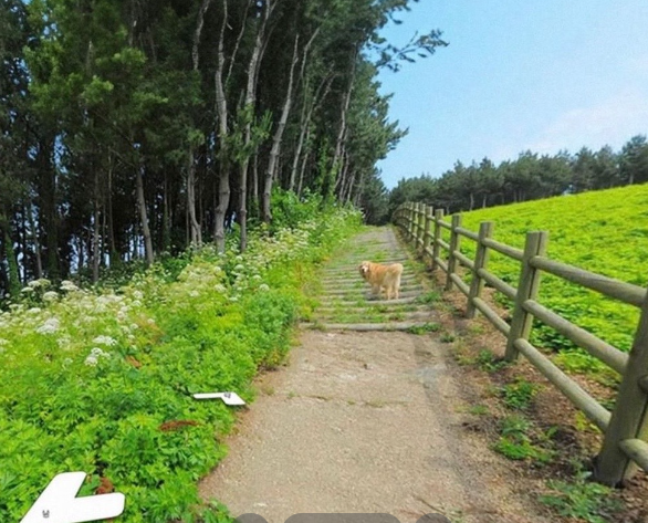 golden retriever google street view image