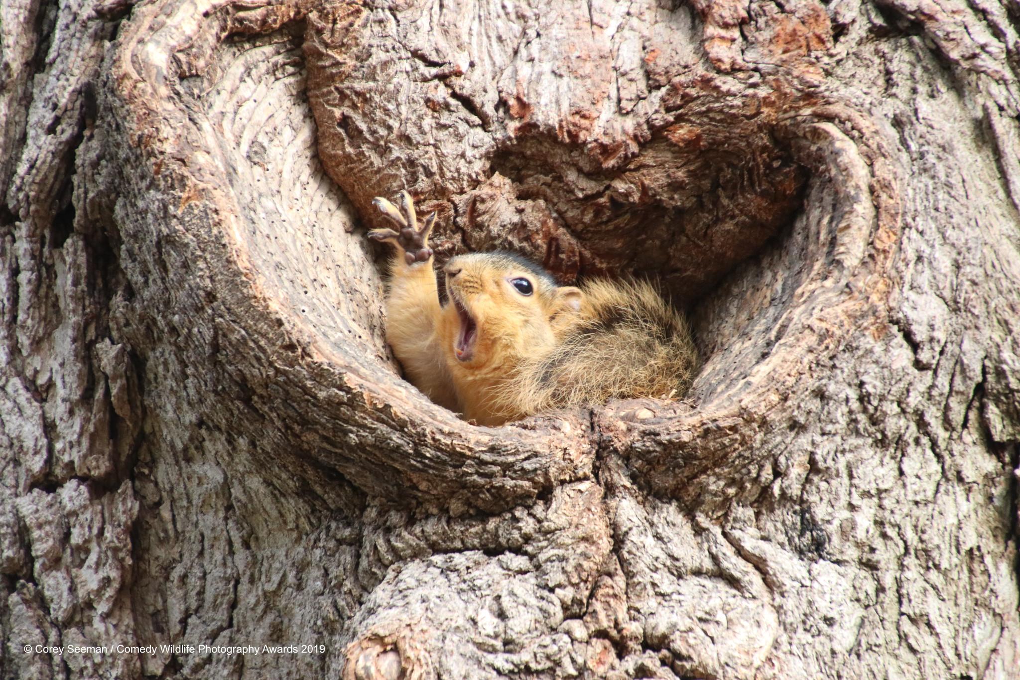 corey seeman_who would like a peanut squirrels at the university of michigan_