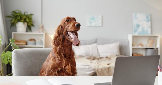 dog staring at a laptop