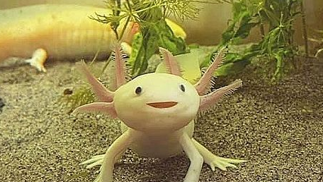 Want To Tame An Axolotl In Minecraft Here S How To Do It